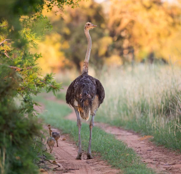 Una madre avestruz caminando por el camino — Foto de Stock