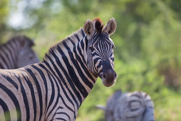 Porträt eines Zebras, das über seine Schulter schaut — Stockfoto