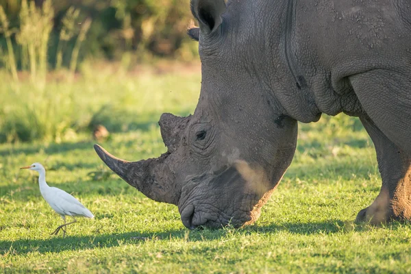 코뿔소와 백로 스톡 사진