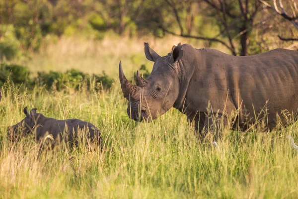 백색 코뿔소의 어머니와 그녀의 아기 송아지 로열티 프리 스톡 사진