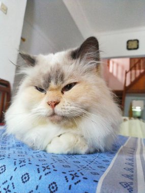 Şirin kedi oturma odasındaki masada rahatça yatıyor.