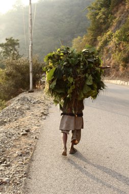 Indian villager man in one shoe is carrying grass over head. Rishikesh, India. clipart