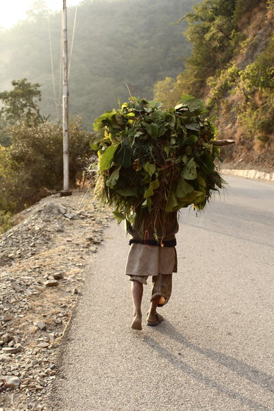 Indian villager man in one shoe is carrying grass over head. Rishikesh, India.