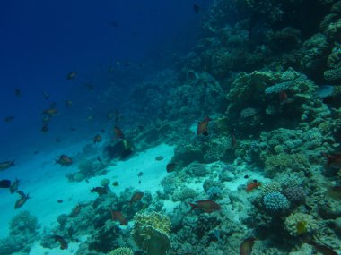 Mercan kum alt. Scuba diving, serbest dalış için sualtı cenneti. Kızıldeniz, Dahab, Mısır.