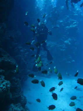 Kum alt, Balık koloni dalgıçlar Kanyon. Kızıldeniz, Dahab, Mısır, Sina sualtı dünyası