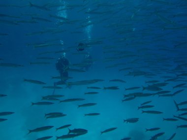 School of barracuda fish with divers at Dahab, Red sea, Egypt, Sinai. clipart