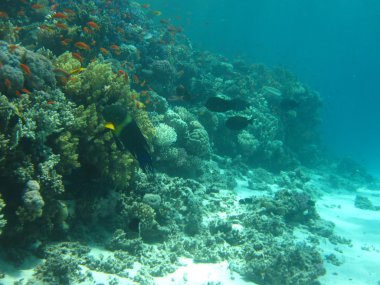 Mercan kum alt. Scuba diving, serbest dalış için sualtı cenneti. Kızıldeniz, Dahab, Mısır.