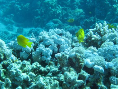 Mercan kayalığı. Scuba diving, serbest dalış için sualtı cenneti. Kızıldeniz, Dahab, Mısır.