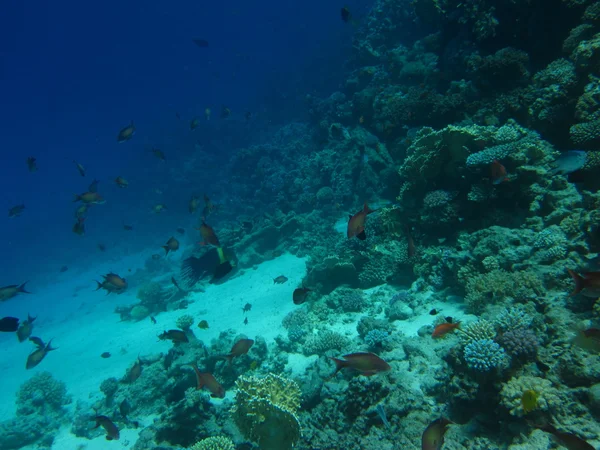 Mercan kum alt. Scuba diving, serbest dalış için sualtı cenneti. Kızıldeniz, Dahab, Mısır.