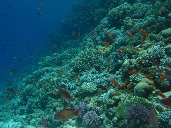 Het koraalrif op het zand bodem. Onderwater paradijs voor duiken, freediving. Red sea, Dahab, Egypte. — Stockfoto