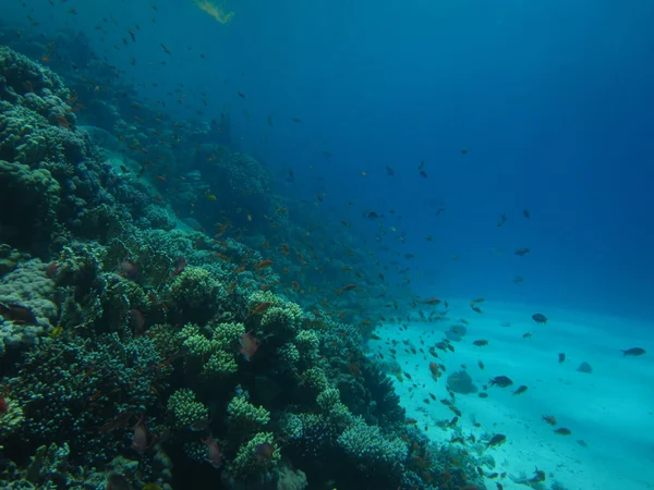 Mercan kum alt. Scuba diving, serbest dalış için sualtı cenneti. Kızıldeniz, Dahab, Mısır.