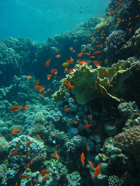 A coral reef homokos alján. Víz alatti búvárkodás, freediving paradicsoma. Vörös-tenger, Dahab, Egyiptom. — Stock Fotó