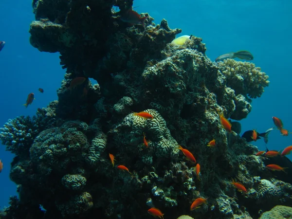 A korallzátony. Víz alatti búvárkodás, freediving paradicsoma. Vörös-tenger, Dahab, Egyiptom. — Stock Fotó