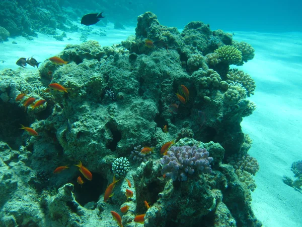 A coral reef homokos alján. Víz alatti búvárkodás, freediving paradicsoma. Vörös-tenger, Dahab, Egyiptom. — Stock Fotó