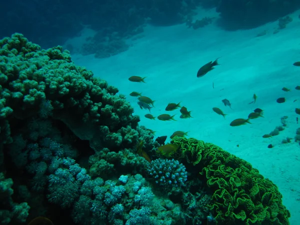 A coral reef homokos alján. Víz alatti búvárkodás, freediving paradicsoma. Vörös-tenger, Dahab, Egyiptom. — Stock Fotó