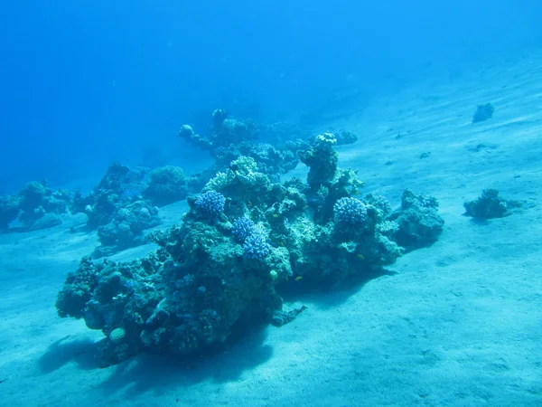 Koralikowa rafa na piaszczystym dnem. Podwodny raj dla scuba diving, freediving. Morze Czerwone, Dahab, Egipt. — Zdjęcie stockowe