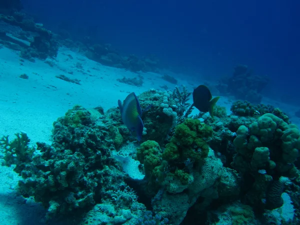 Korálový útes na písčité dno. Podmořský ráj pro potápění, freedivingu. Rudé moře, Dahab, Egypt. — Stock fotografie