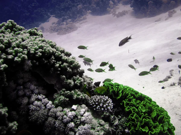 A coral reef homokos alján. Víz alatti búvárkodás, freediving paradicsoma. Vörös-tenger, Dahab, Egyiptom. — Stock Fotó