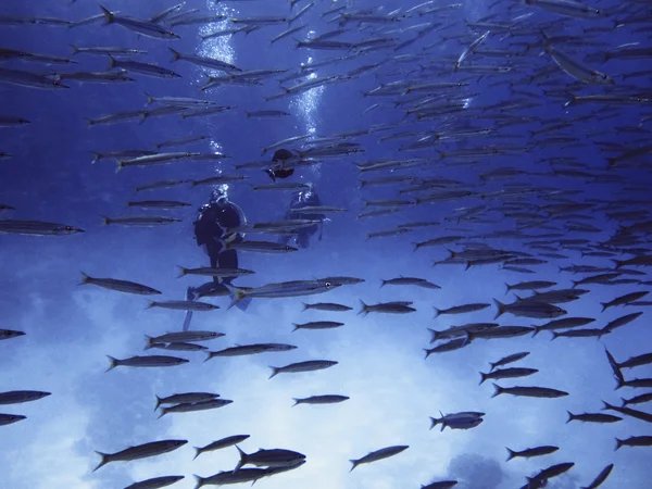 School van barracuda vissen met divers op Sinai, Dahab, rode zee, Egypte. — Stockfoto