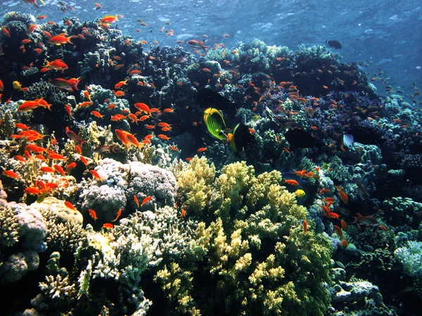 Korallrev på sand botten. Underwater paradis för sportdykning, fridykning. Röda havet, Dahab, Egypten. — Stockfoto