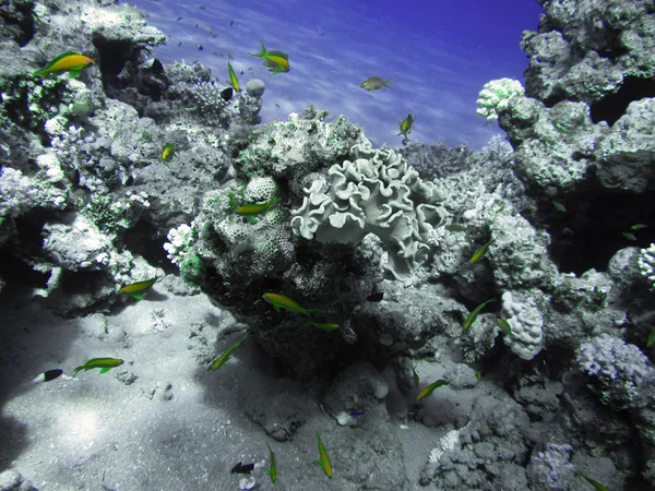 Het koraalrif op het zand bodem. Onderwater paradijs voor duiken, freediving. Red sea, Dahab, Egypte. — Stockfoto