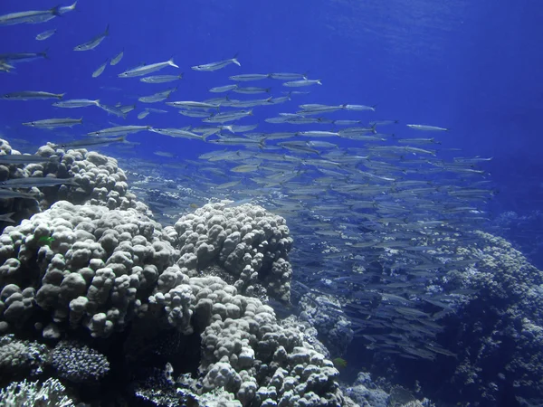 Iskola barracuda hal nagy korallok. Víz alatti búvárkodás, freediving paradicsoma. Vörös-tenger, Dahab, Egyiptom. — Stock Fotó