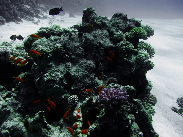 Piros kis halak a kemény és a puha colals. Coral reef homokos alján. Víz alatti búvárkodás, freediving paradicsoma. Vörös-tenger, Dahab, Egyiptom. — Stock Fotó