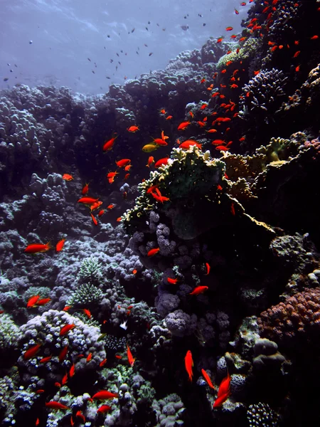 Rode kleine vis met harde en zachte colals. Coral reef op het zand bodem. Onderwater paradijs voor duiken, freediving. Red sea, Dahab, Egypte. — Stockfoto