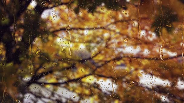 Caídas de lluvia en la superficie de la ventana. — Vídeos de Stock