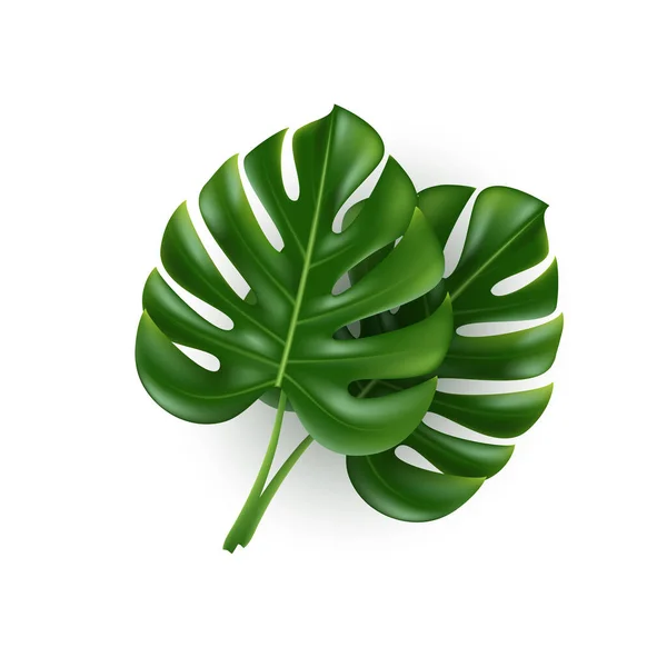 Hojas de Monstera aisladas en blanco. — Vector de stock