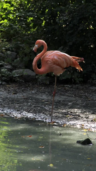 Roze flamingo in het water. — Stockfoto