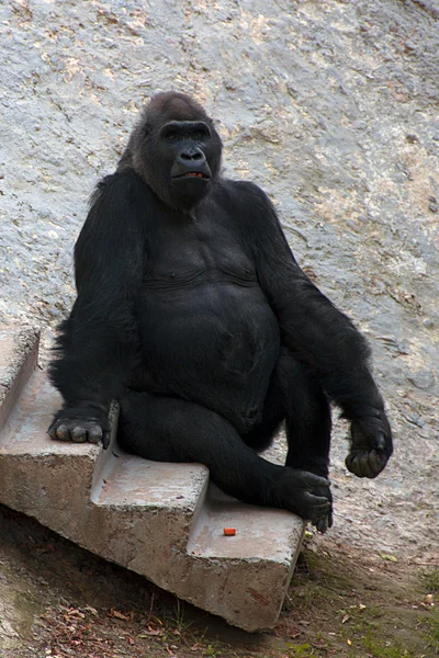 O grande macaco negro. Gorila. Relaxa. — Fotografia de Stock