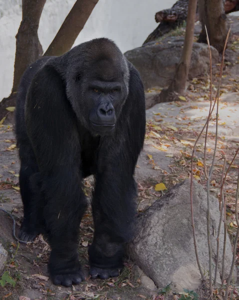 Der große schwarze Affe. Gorilla. — Stockfoto