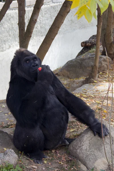 Der große schwarze Affe. Gorilla. Entspannung — Stockfoto