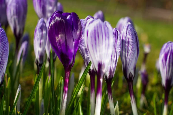 Crocos roxos. Paisagem Primavera . — Fotografia de Stock