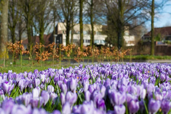 Crocos roxos. Paisagem Primavera . — Fotografia de Stock