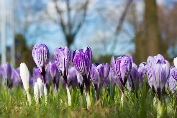 Purple crocuses. Spring landscape. — Stock Photo, Image