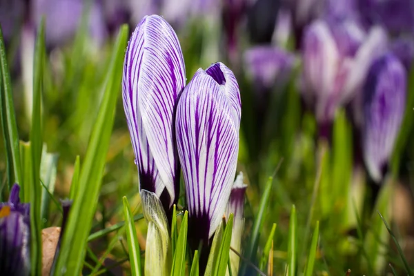 Пурпурные крокусы. Весна и пейзаж . — стоковое фото