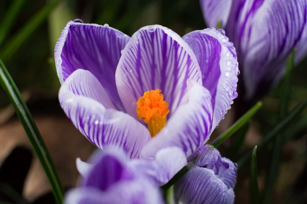 Пурпурные крокусы. Весна и пейзаж . — стоковое фото