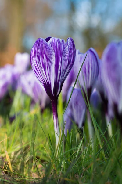 紫のクロッカス。春の風景. — ストック写真