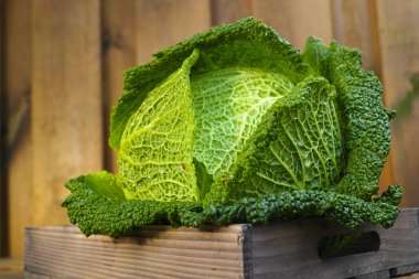 Single head of fresh green Savoy cabbage