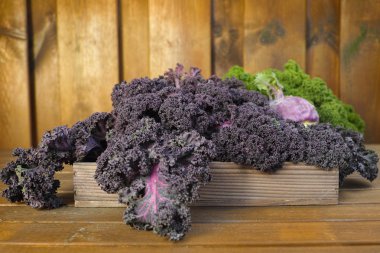 Freshly harvested green and purple curly kale cabbage