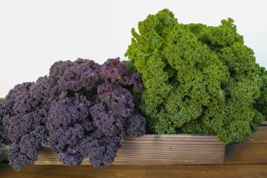 Freshly harvested green and purple curly kale cabbage