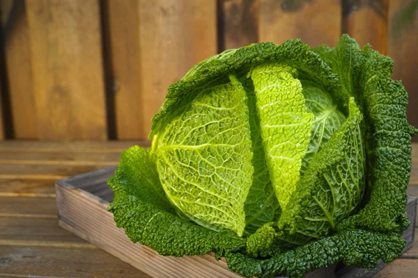 Single head of fresh green Savoy cabbage