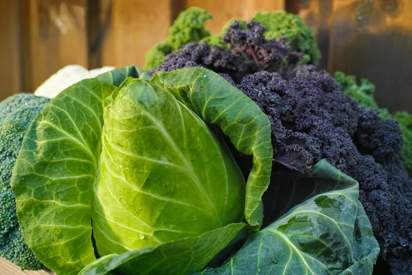 Sayuran organik segar - kubis berujung hijau dan kale keriting — Stok Foto