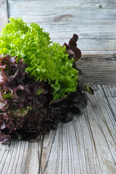 Organic fresh multicolored lettuce salad — Stock Photo, Image