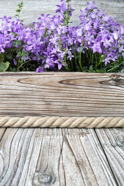 Campanula púrpura flores campana azul sobre fondo de madera —  Fotos de Stock