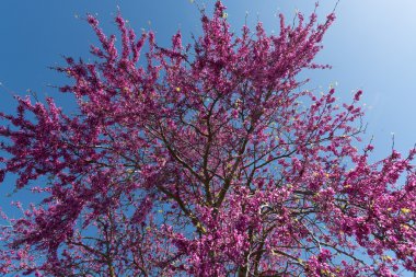 Erguvan Ağacı pembe çiçekler