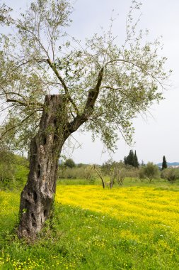 Eski zeytin ağaçları ve sarı çiçek çayır