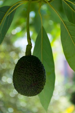 Ağaç üzerinde asılı yeşil olgun avokado